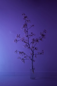 http://peterwaterschoot.com:443/files/gimgs/th-18_38 muur 4, purple, 70 cm, kopie_v2.jpg